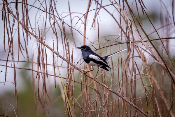 Εικόνα Του Oriental Magpie Robin Copsychus Saularis Κλαδί Δέντρου Λευκό — Φωτογραφία Αρχείου