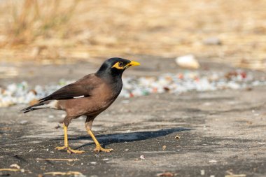 Mynas kuşunun doğadaki görüntüsü. Hayvan..