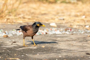 Mynas kuşunun doğadaki görüntüsü. Hayvan..