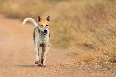 Doğanın arka planında kahverengi ve beyaz çizgili köpek resmi. Hayvan herif. Evcil hayvan.
