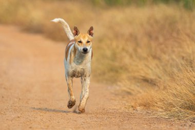 Doğanın arka planında kahverengi ve beyaz çizgili köpek resmi. Hayvan herif. Evcil hayvan.