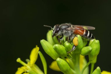 Sarı çiçek üzerindeki küçük arı veya cüce arı (Apis florea) resmi doğal bir arkaplanda nektar toplar. Böcek. Hayvan..