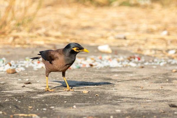 Obrázek Ptáka Mynas Přírodním Pozadí Animal — Stock fotografie