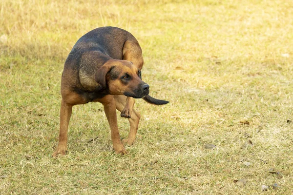Obraz Brązowego Psa Tle Natury Zwierzę Zwierzęta Domowe — Zdjęcie stockowe