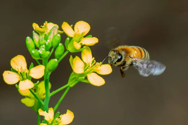 Bilden Eller Honungsbi Blomman Samlar Nektar Gyllene Honungsbi Blomma Pollen — Stockfoto