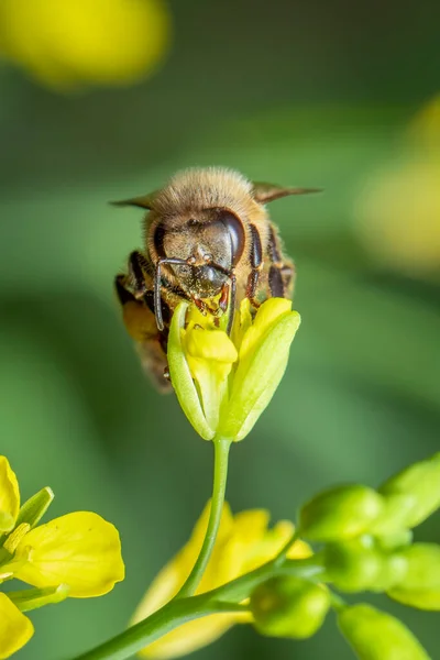 Afbeelding Van Bij Honingbij Bloem Verzamelt Nectar Gouden Honingbij Bloemstuifmeel — Stockfoto