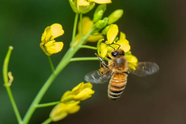 Bilden Eller Honungsbi Blomman Samlar Nektar Gyllene Honungsbi Blomma Pollen — Stockfoto