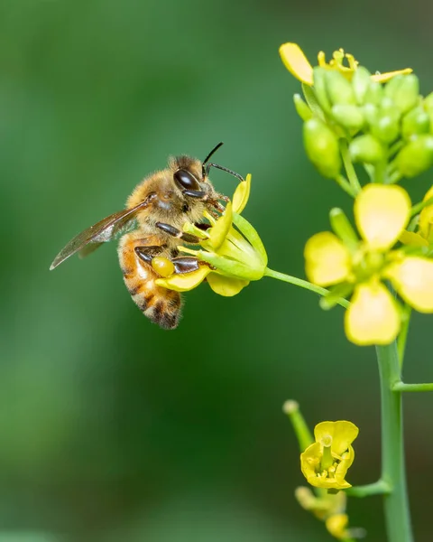 Bilden Eller Honungsbi Blomman Samlar Nektar Gyllene Honungsbi Blomma Pollen — Stockfoto