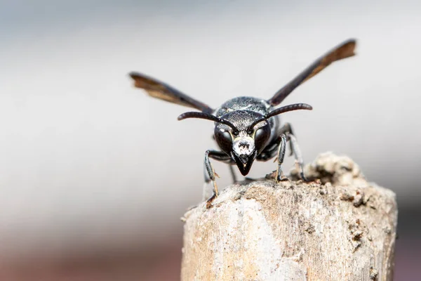Bild Der Schwarzen Wespe Auf Dem Baumstumpf Auf Dem Hintergrund — Stockfoto