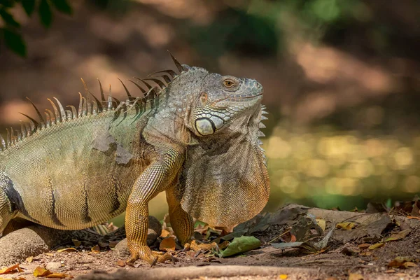 Imagen Iguana Verde Sobre Fondo Natural Animal Reptiles —  Fotos de Stock