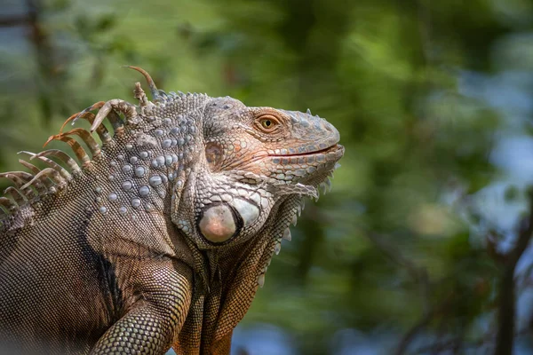 Изображение Зеленого Морфа Игуаны Естественном Фоне Животное Рептилии — стоковое фото