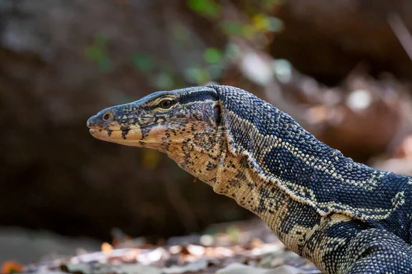 Imagem Monitor Água Sobre Fundo Natural Animais Répteis — Fotografia de Stock