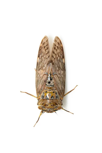 白色の背景に分離された大きな褐色のセミの昆虫の画像 — ストック写真