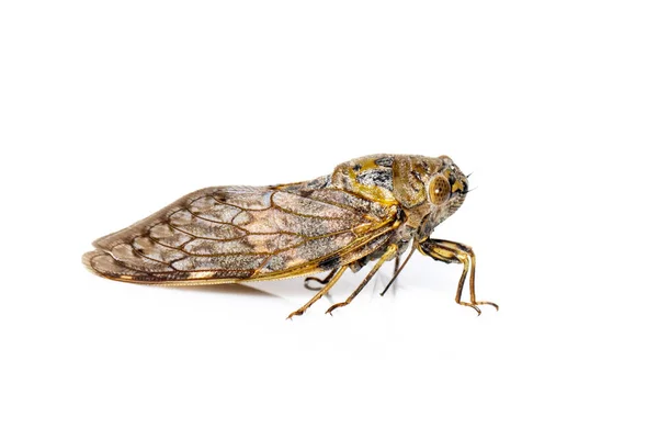 Bild Einer Großen Braunen Zikade Isoliert Auf Weißem Hintergrund Insekten — Stockfoto