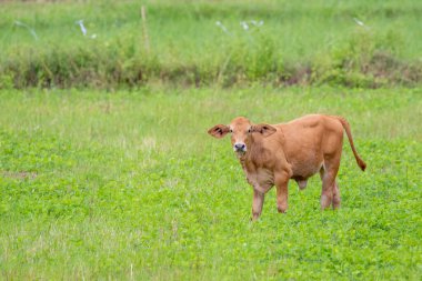 Doğanın arka planında kahverengi inek resmi. Hayvan çiftliği.