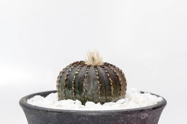 Beyaz arka planda izole edilmiş kaktüs görüntüsü. Küçük dekoratif bitki. Ön görünüm.