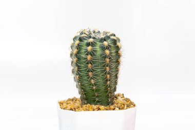 Beyaz arka planda izole edilmiş kaktüs görüntüsü. Küçük dekoratif bitki. Ön görünüm.