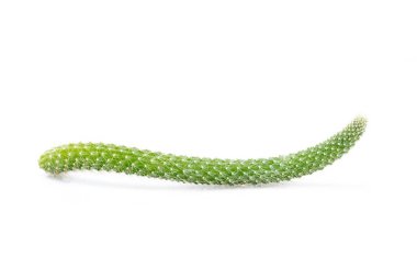 Beyaz arka planda izole edilmiş kaktüs görüntüsü. Küçük dekoratif bitki. Ön görünüm.