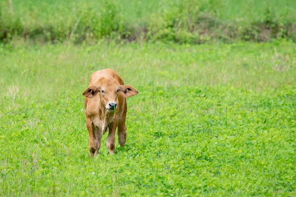 Image of brown cow on nature background. Animal farm.