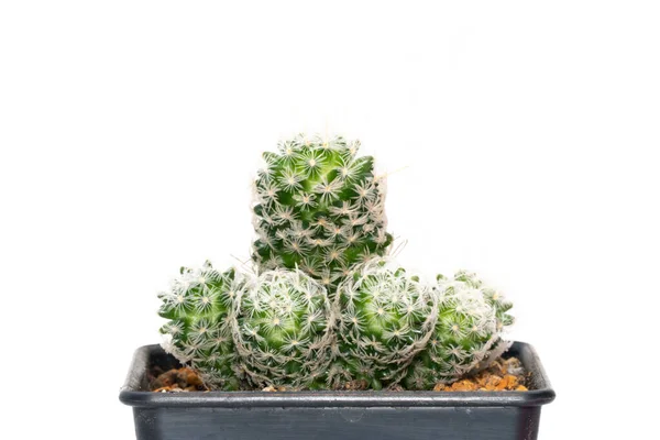 Bild Kaktus Isolerad Vit Bakgrund Liten Dekorativ Växt Framifrån — Stockfoto