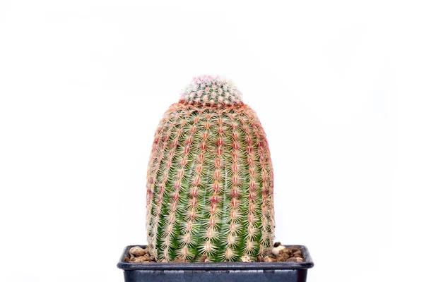 Image Cactus Isolé Sur Fond Blanc Petite Plante Décorative Vue — Photo