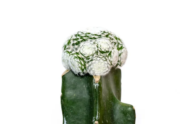 Afbeelding Van Cactus Geïsoleerd Witte Achtergrond Kleine Decoratieve Plant Vooraanzicht — Stockfoto