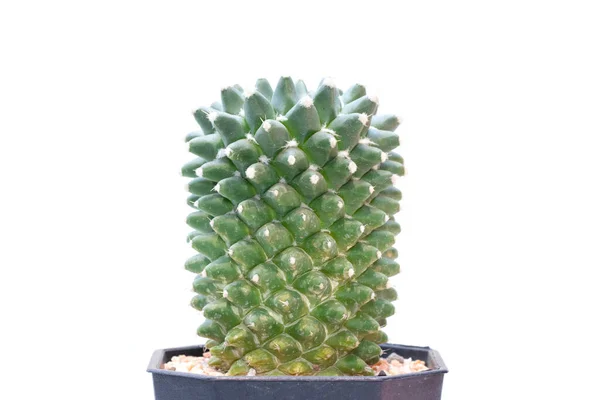 Imagen Cactus Aislado Sobre Fondo Blanco Pequeña Planta Decorativa Vista —  Fotos de Stock