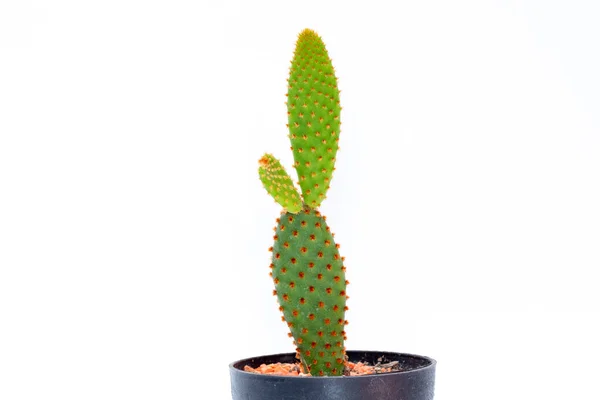Bild Kaktus Isolerad Vit Bakgrund Liten Dekorativ Växt Framifrån — Stockfoto