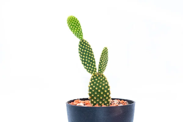 Imagen Cactus Aislado Sobre Fondo Blanco Pequeña Planta Decorativa Vista —  Fotos de Stock