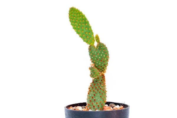 Bild Von Kakteen Isoliert Auf Weißem Hintergrund Kleine Zierpflanze Frontansicht — Stockfoto