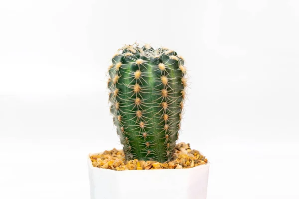 Imagen Cactus Aislado Sobre Fondo Blanco Pequeña Planta Decorativa Vista —  Fotos de Stock