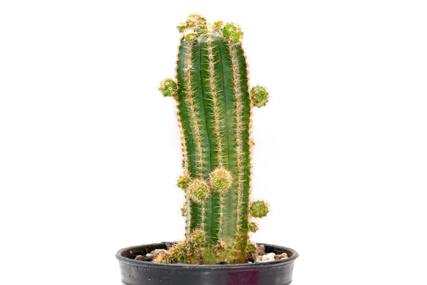 Imagen Cactus Aislado Sobre Fondo Blanco Pequeña Planta Decorativa Vista —  Fotos de Stock