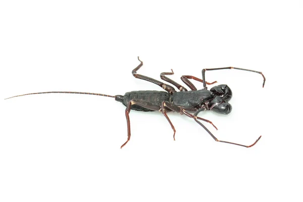 Immagine Scorpione Frusta Isolato Sfondo Bianco Animale Insetto — Foto Stock