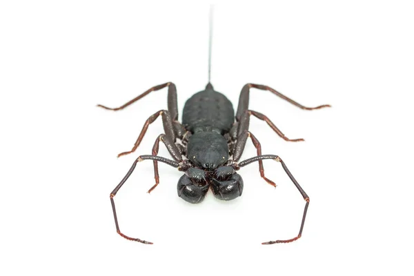 Bild Des Peitschenskorpions Isoliert Auf Weißem Hintergrund Tierisch Insekten — Stockfoto