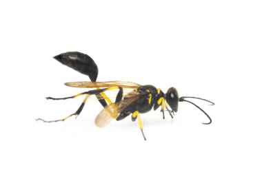 Beyaz arka planda çamur dauber eşekarısı (Sphecidae) görüntüsü izole edilmiştir. Böcek. Hayvan..