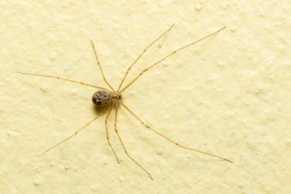 Egy Kép Apuci Hosszú Lábú Pókjairól Padlón Rovar Állatok — Stock Fotó