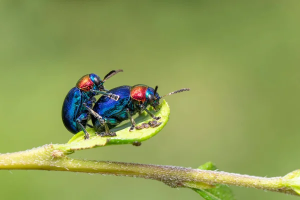 Image Blue Milkweed Beetle Has Blue Wings Red Head Couple — Stock Photo, Image