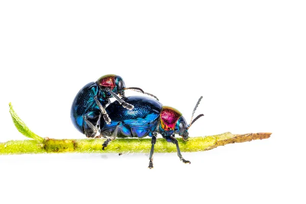 Mavi Yosun Böceğinin Mavi Kanatları Var Kızıl Saçlı Bir Çift — Stok fotoğraf