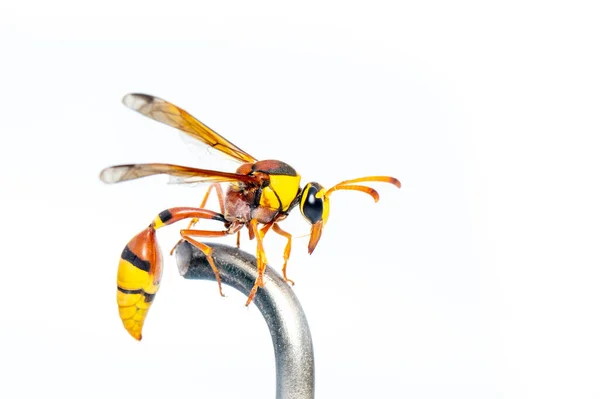 Bild Der Schwarzen Rückenschlammwespe Isoliert Auf Weißem Hintergrund Tierisch Insekten — Stockfoto