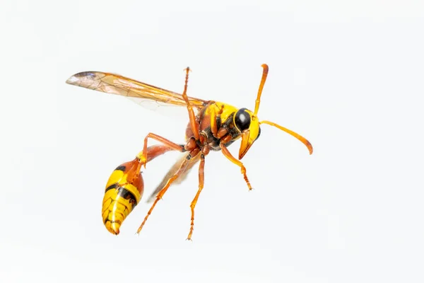 Imagen Avispa Barro Negra Aislada Sobre Fondo Blanco Animal Insectos — Foto de Stock