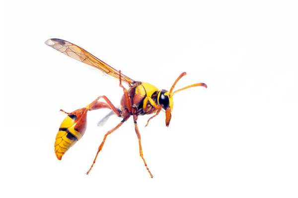 Image Black Back Mud Wasp Isolated White Background Animal Insect — Stock Photo, Image