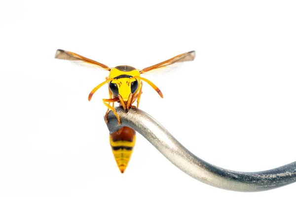 Afbeelding Van Zwarte Rug Modderwesp Geïsoleerd Witte Achtergrond Een Dier — Stockfoto