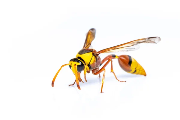 Imagen Avispa Barro Negra Aislada Sobre Fondo Blanco Animal Insectos — Foto de Stock