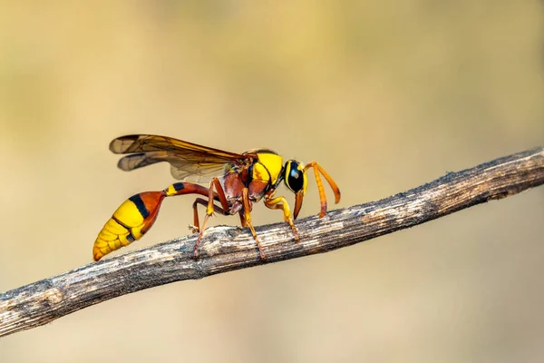 自然を背景に乾燥した枝に黒い背部泥ワスプのイメージ 昆虫だ — ストック写真