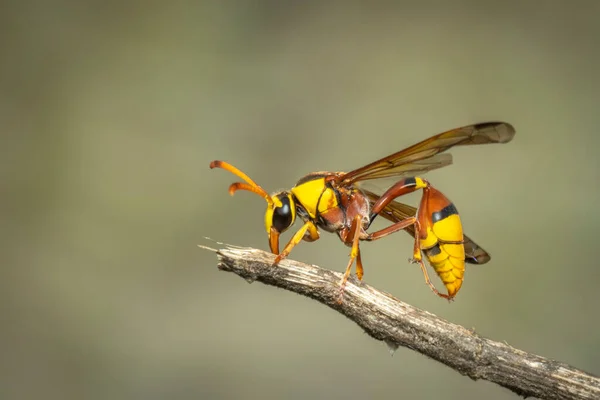 Immagine Vespa Nera Ramo Asciutto Sfondo Naturale Insetto Animali — Foto Stock