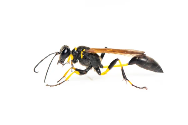 Εικόνα Της Λάσπης Dauber Wasp Sphecidae Απομονώνονται Λευκό Φόντο Έντομα — Φωτογραφία Αρχείου