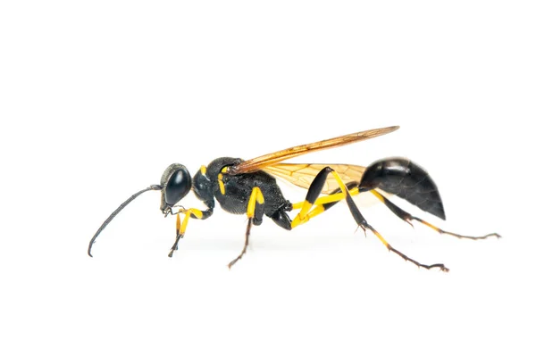 Bild Einer Wespe Sphecidae Isoliert Auf Weißem Hintergrund Insekt Tier — Stockfoto