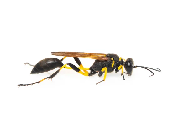 Εικόνα Της Λάσπης Dauber Wasp Sphecidae Απομονώνονται Λευκό Φόντο Έντομα — Φωτογραφία Αρχείου