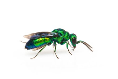 Beyaz arka planda metalik guguk kuşu (Chrysididae) görüntüsü izole edilmiştir. Böcek. Hayvan.. 