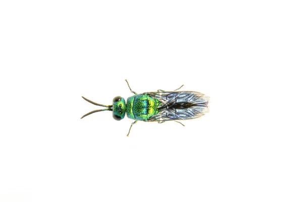 Imagem Vespa Cuco Metálica Chrysididae Isolada Sobre Fundo Branco Inseto — Fotografia de Stock